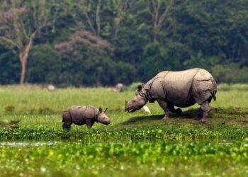 PAGURON DI UJUNG KULON