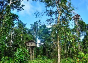 USUBI YOKOHUDA, TAKO BAYAMAN